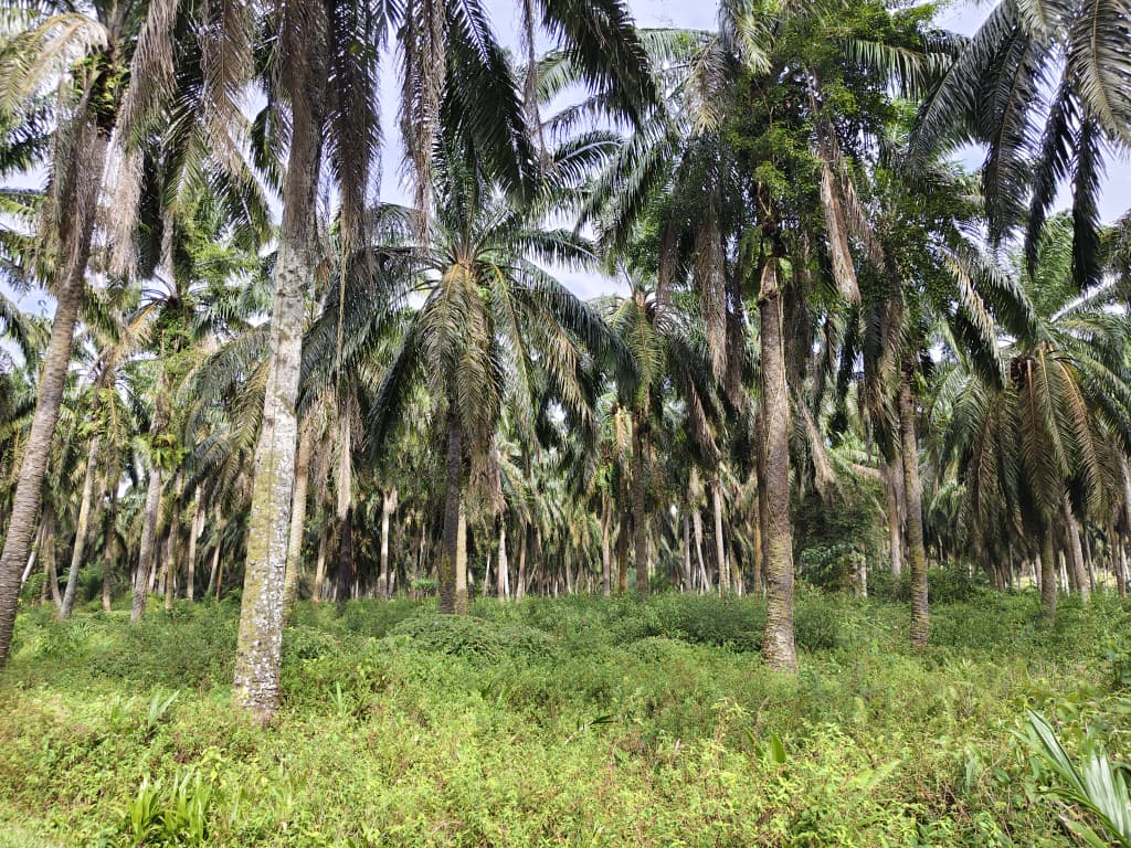 Kluang 5 Acre  Agricultural Land FOR SALE