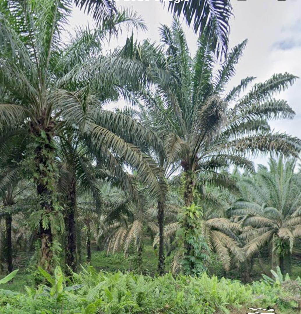 Sedenak 2 Acre Agricultural Land For Sale