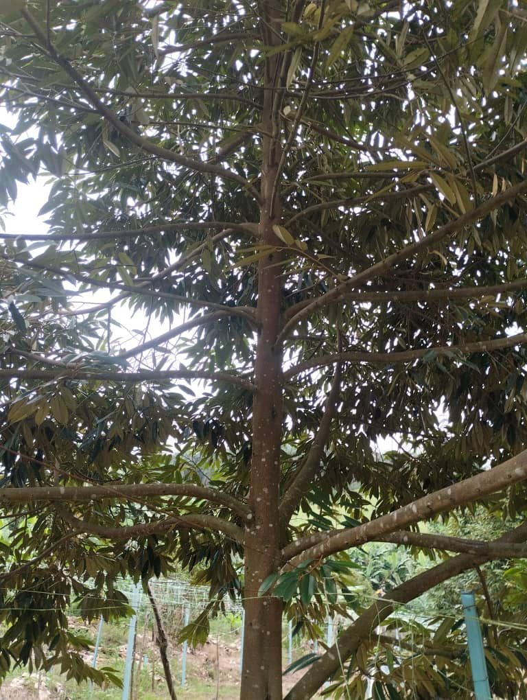 Pekan Nanas Durian Farm Zoning Residential Land For Sale